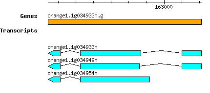 orange1.1g034933m.g.png