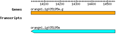 orange1.1g035195m.g.png