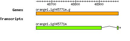 orange1.1g045771m.g.png