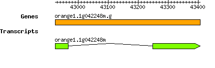 orange1.1g042248m.g.png