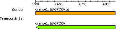 orange1.1g037353m.g.png