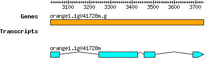 orange1.1g041728m.g.png