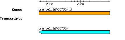 orange1.1g038738m.g.png