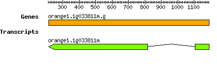 orange1.1g033811m.g.png
