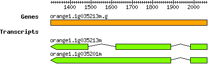 orange1.1g035213m.g.png