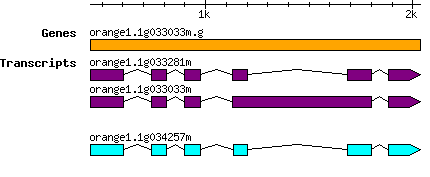 orange1.1g033033m.g.png