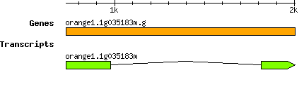 orange1.1g035183m.g.png