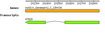 CsubellipsoideaC169_estExt_Genemark1.C_190034.png