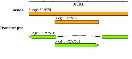 Eucgr.F02575.png