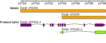 Eucgr.K01142.png