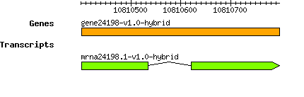 gene24198-v1.0-hybrid.png