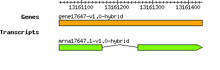 gene17647-v1.0-hybrid.png
