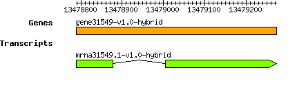 gene31549-v1.0-hybrid.png