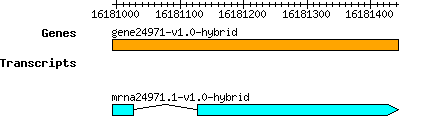 gene24971-v1.0-hybrid.png