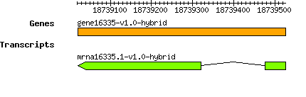 gene16335-v1.0-hybrid.png