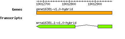 gene16381-v1.0-hybrid.png