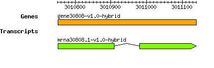 gene30808-v1.0-hybrid.png