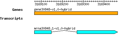 gene30848-v1.0-hybrid.png