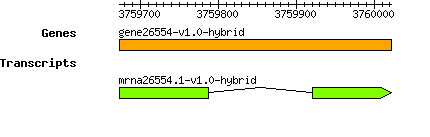 gene26554-v1.0-hybrid.png