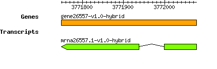 gene26557-v1.0-hybrid.png