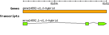 gene14892-v1.0-hybrid.png