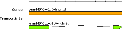 gene14906-v1.0-hybrid.png