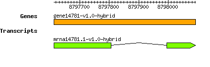 gene14781-v1.0-hybrid.png