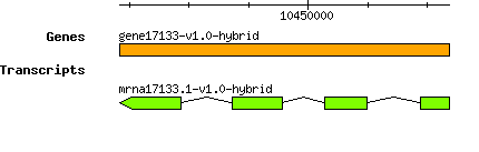 gene17133-v1.0-hybrid.png