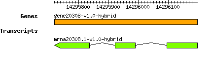 gene20308-v1.0-hybrid.png