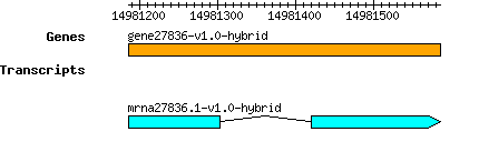 gene27836-v1.0-hybrid.png