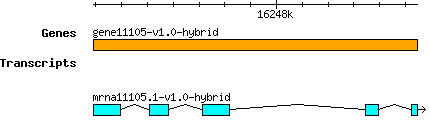 gene11105-v1.0-hybrid.png