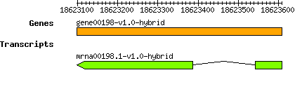 gene00198-v1.0-hybrid.png