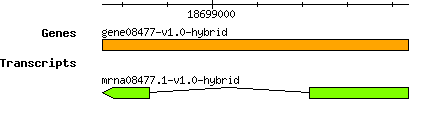 gene08477-v1.0-hybrid.png