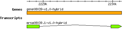 gene08039-v1.0-hybrid.png