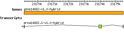 gene14662-v1.0-hybrid.png