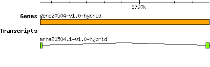 gene20504-v1.0-hybrid.png