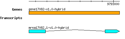 gene17082-v1.0-hybrid.png
