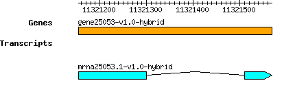 gene25053-v1.0-hybrid.png
