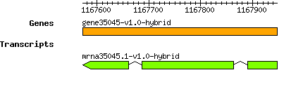 gene35045-v1.0-hybrid.png