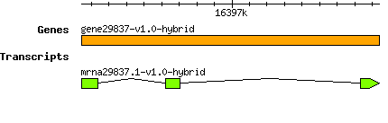 gene29837-v1.0-hybrid.png