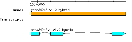 gene34245-v1.0-hybrid.png