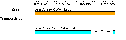 gene23492-v1.0-hybrid.png