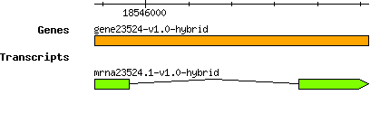 gene23524-v1.0-hybrid.png