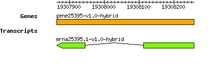 gene25395-v1.0-hybrid.png
