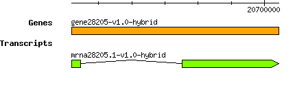 gene28205-v1.0-hybrid.png