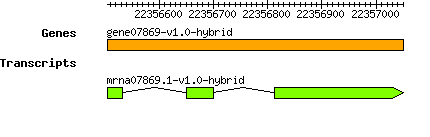 gene07869-v1.0-hybrid.png