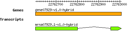 gene07929-v1.0-hybrid.png