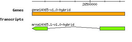 gene14065-v1.0-hybrid.png