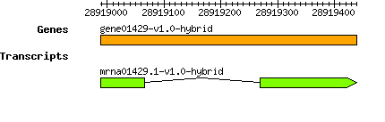 gene01429-v1.0-hybrid.png