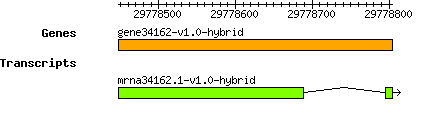 gene34162-v1.0-hybrid.png